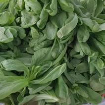 江苏大叶茼蒿菊花菜，正在大量上市，我专业种植户，质量保证