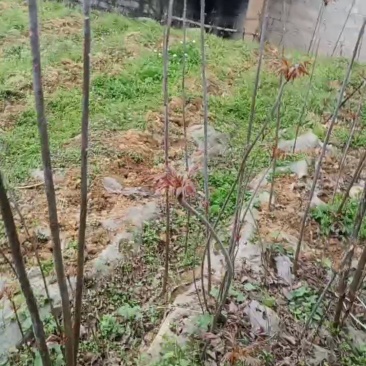 椿天