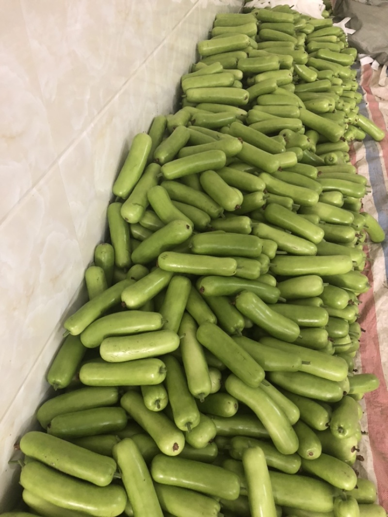 瓠瓜陆续大量上市欢迎老板前来采购