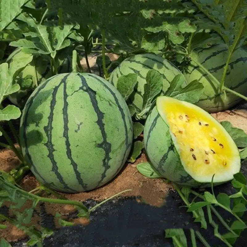 【好货推荐】特小凤薄皮黄心黄肉黄瓤皮薄汁甜欢迎来电