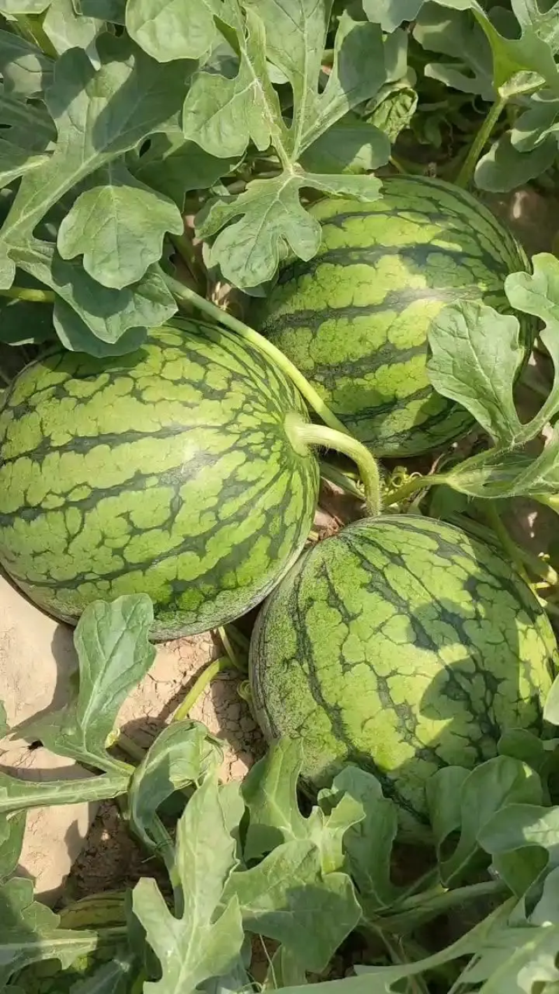 【好货推荐】特小凤薄皮黄心黄肉黄瓤皮薄汁甜欢迎来电