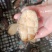 冷冻鲍鱼