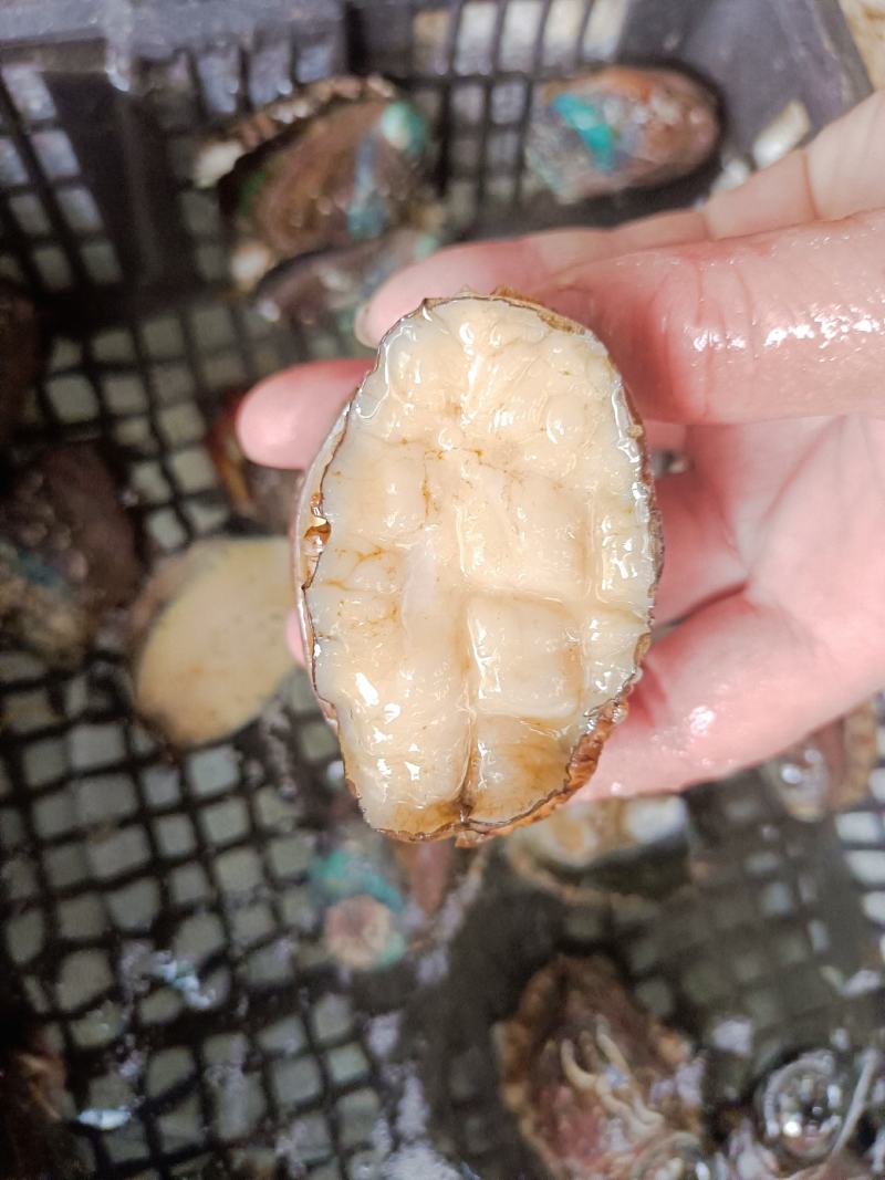 冷冻鲍鱼