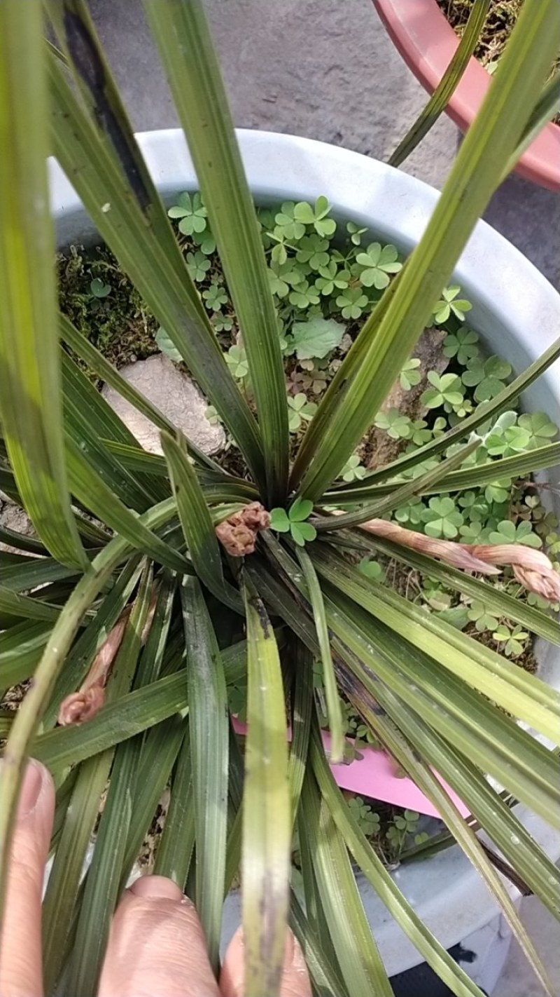 惠兰紫妃，大红大紫，一杆多花，清香怡人，而且从不花粉过敏