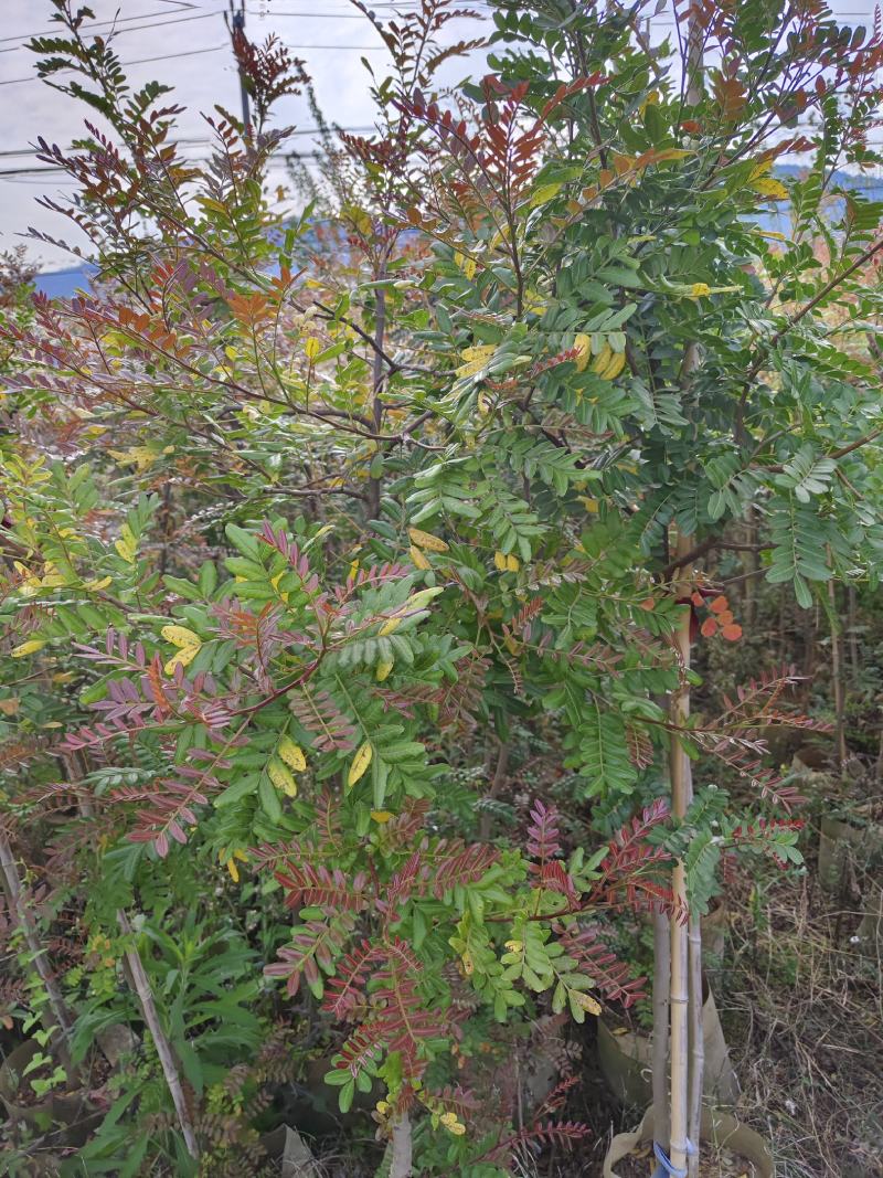 清香木