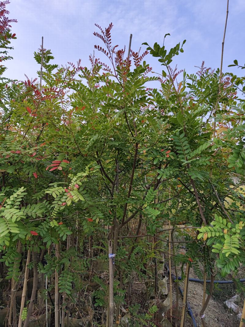 清香木