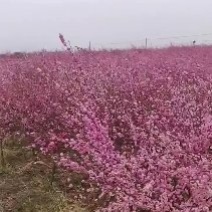 嫁接团队技术包教会