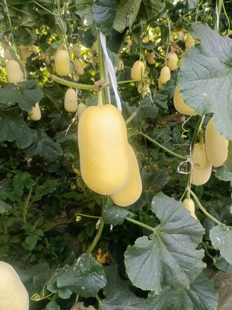 山科蜜2013甜瓜，皮薄汁甜，货源充足，产地直供欢迎电联