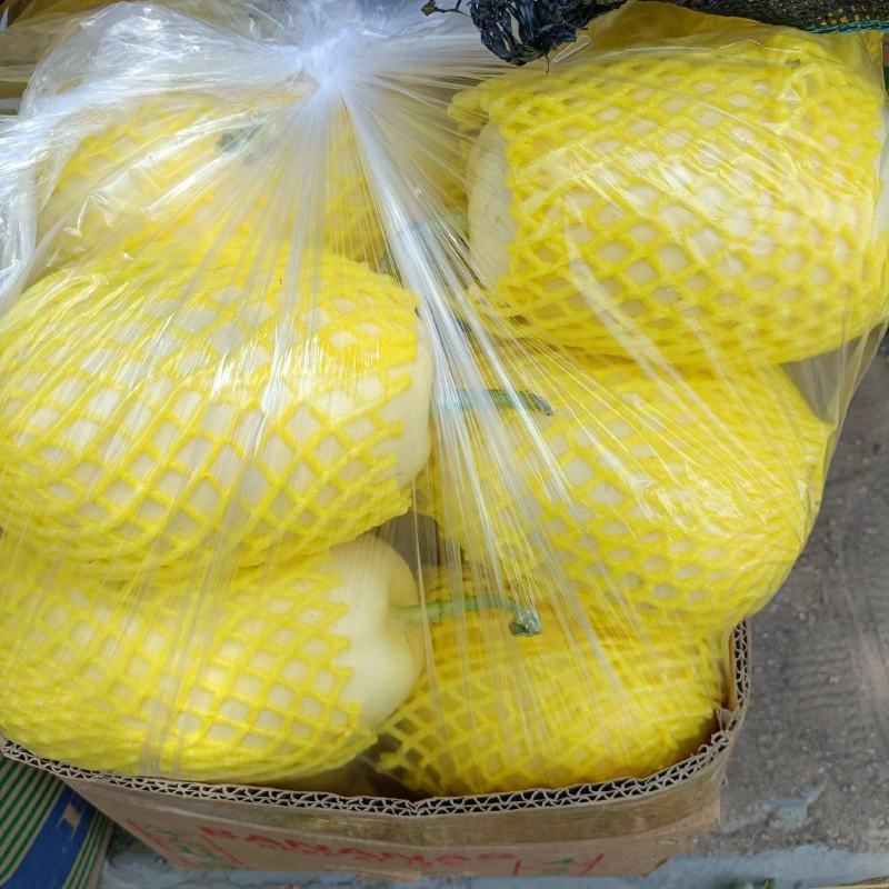 山科蜜2013甜瓜，皮薄汁甜，货源充足，产地直供欢迎电联