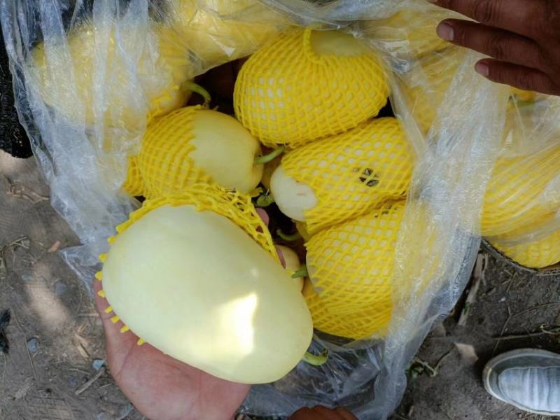 山科蜜2013甜瓜，皮薄汁甜，货源充足，产地直供欢迎电联