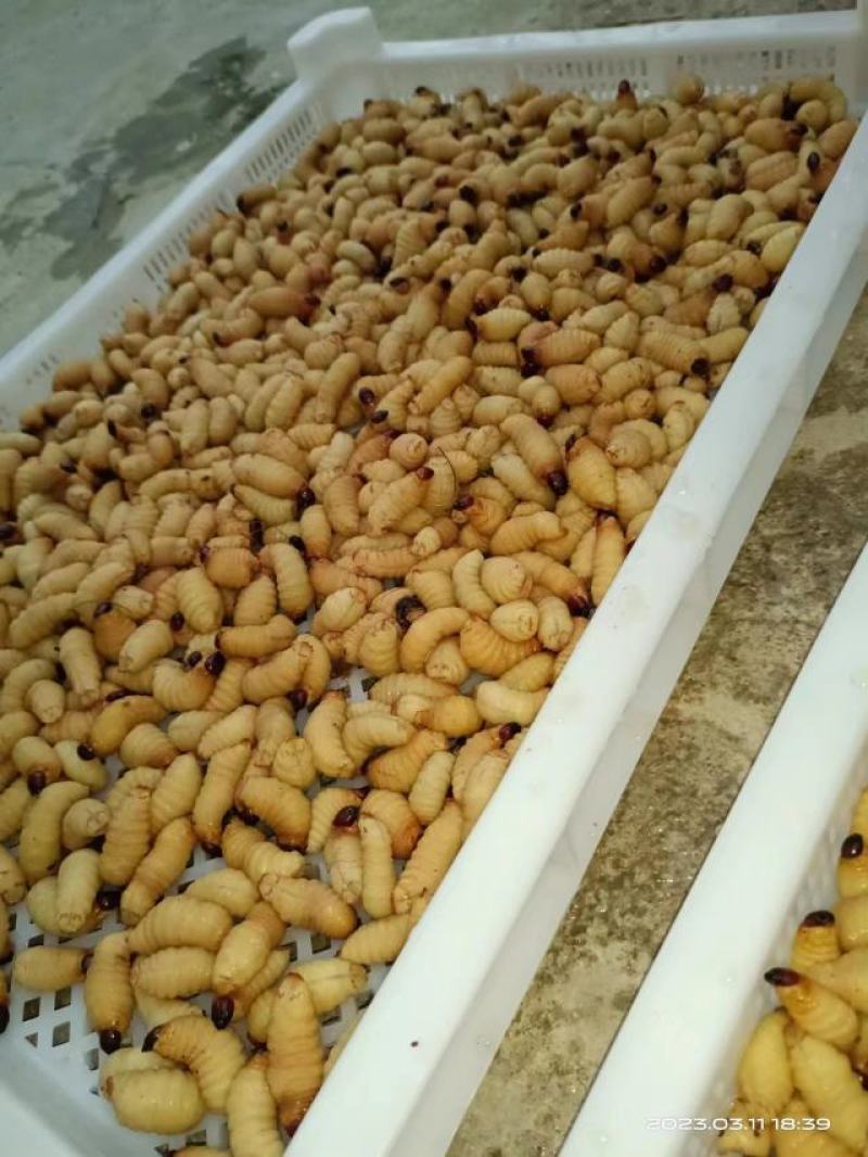 高品质竹笋虫，速冻冰鲜，可发新鲜活虫，死包赔，货源充足