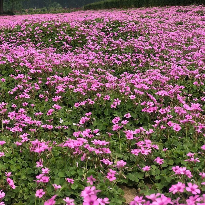 园林绿化苗木庭院地被植物花卉红花醡浆草红花草苗三叶幸运草