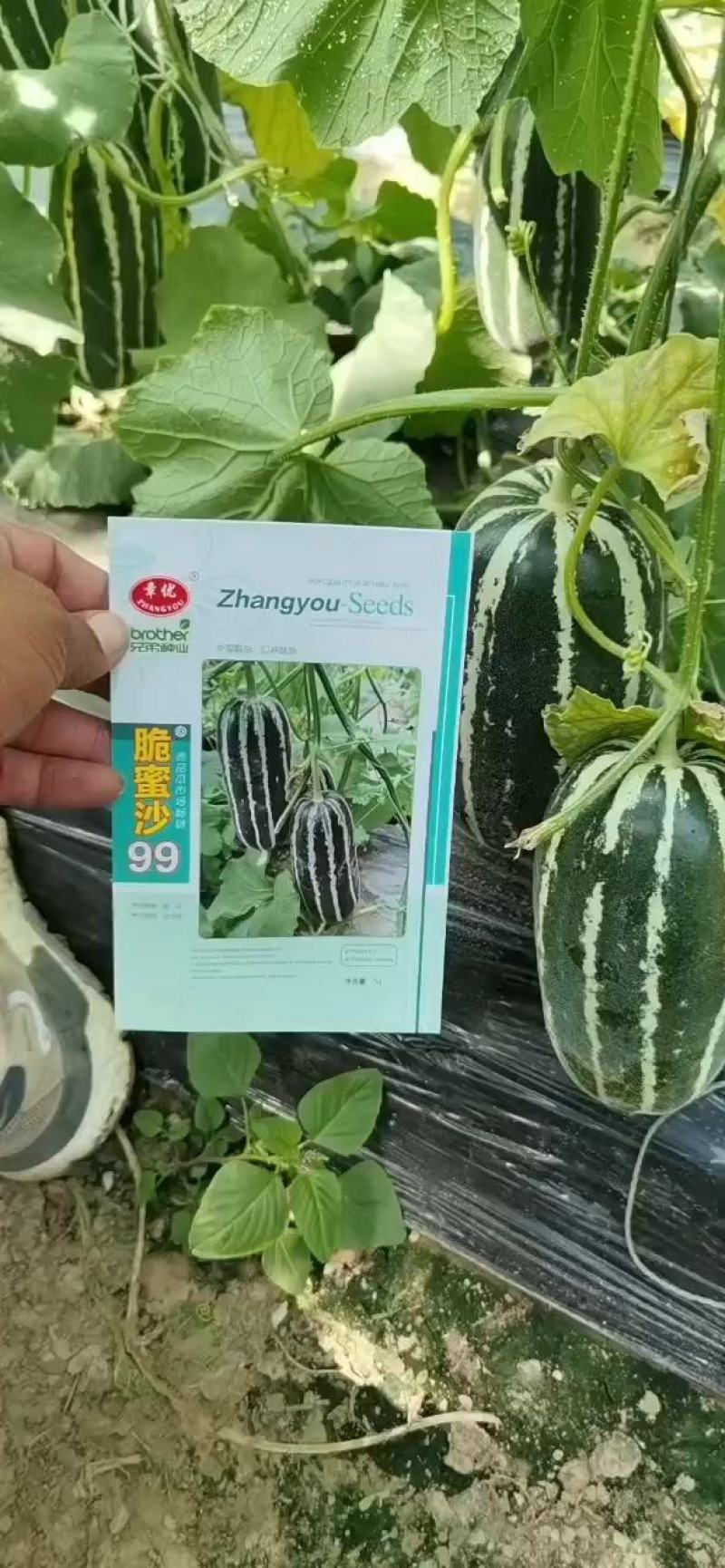 脆蜜沙99甜瓜种子中大果型含糖量15度口感酥脆坐果能力强