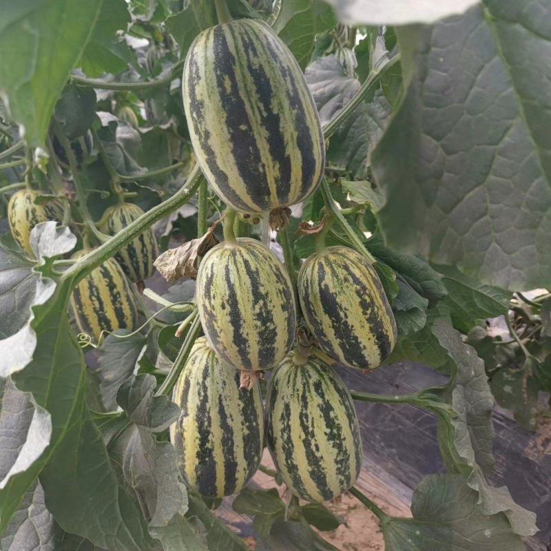 脆蜜沙99甜瓜种子中大果型含糖量15度口感酥脆坐果能力强