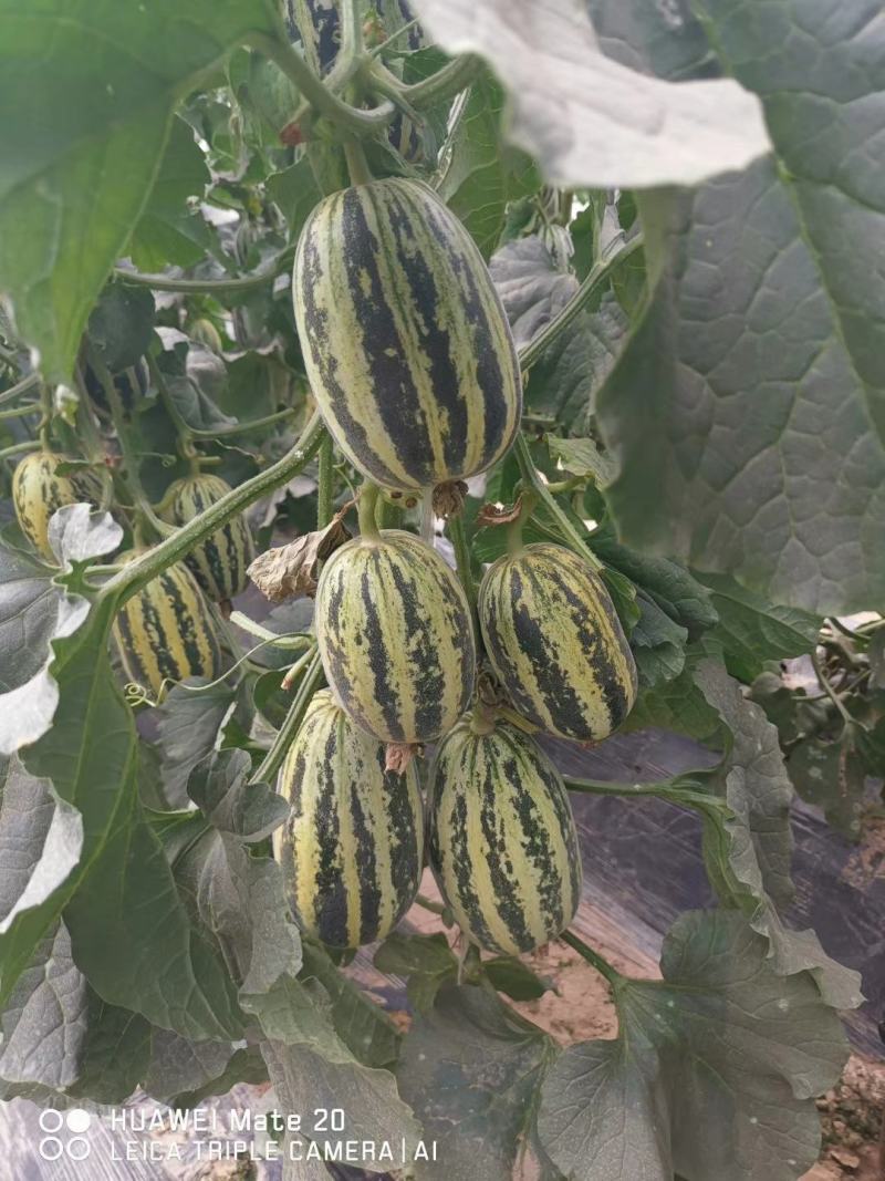脆蜜沙99甜瓜种子中大果型含糖量15度口感酥脆坐果能力强