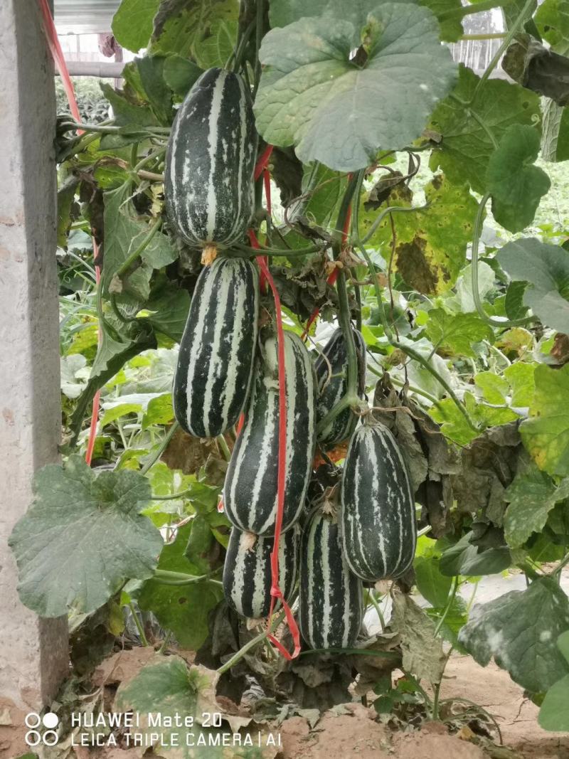 脆蜜沙99甜瓜种子中大果型含糖量15度口感酥脆坐果能力强