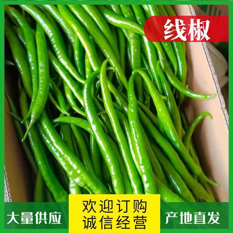 3号8号辣椒，广西线椒产地直供大量上市价格实惠质量良