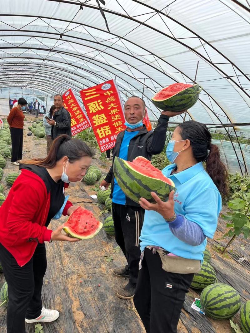 砀山王屯甜王西瓜5月初开始大量上市