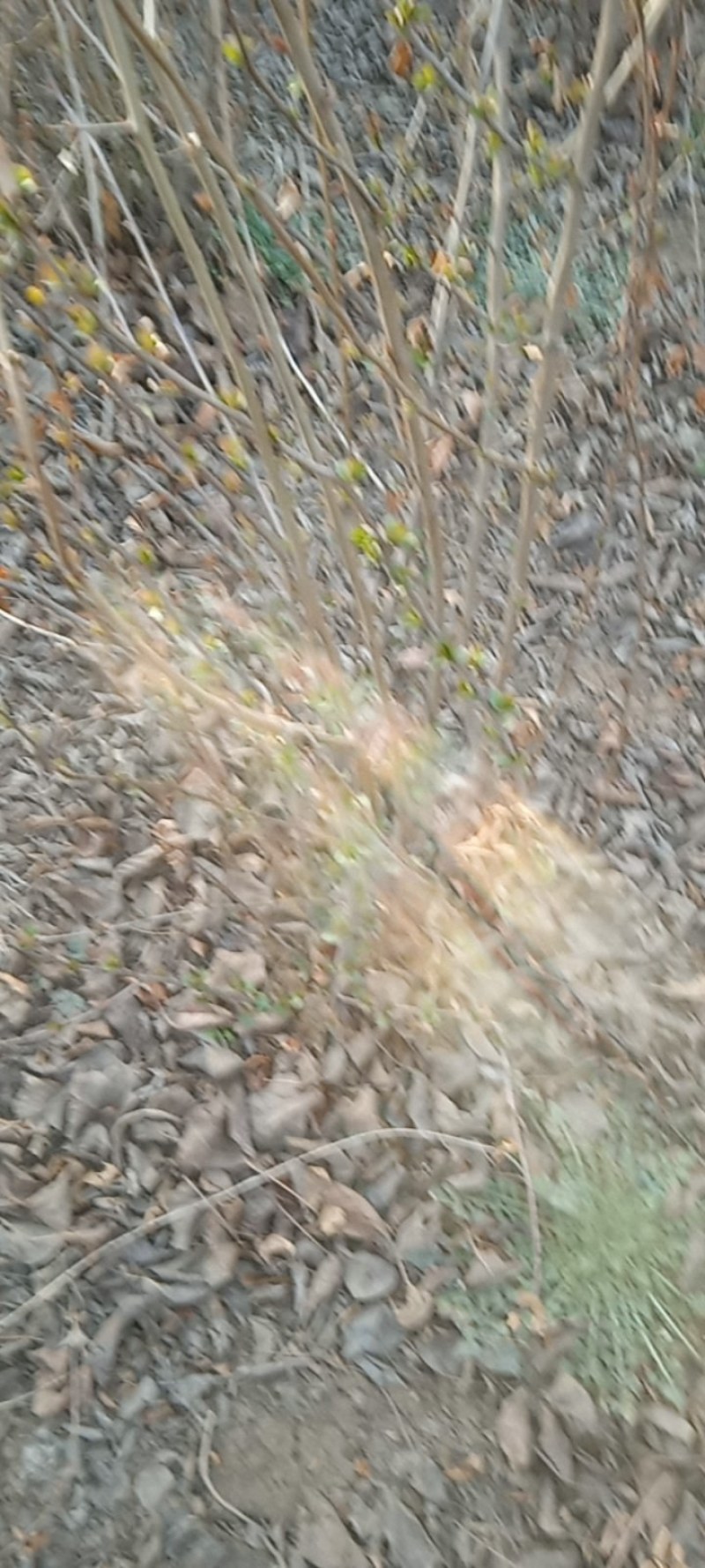 贴梗海棠铁梗海棠大拨大墩丛生大拨，分支丛生大波大拨