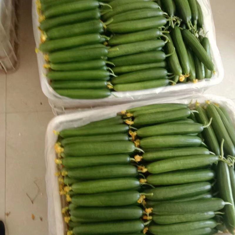 小黄瓜【好货】黄瓜博爱县精品小黄瓜一手货源常年供应市场