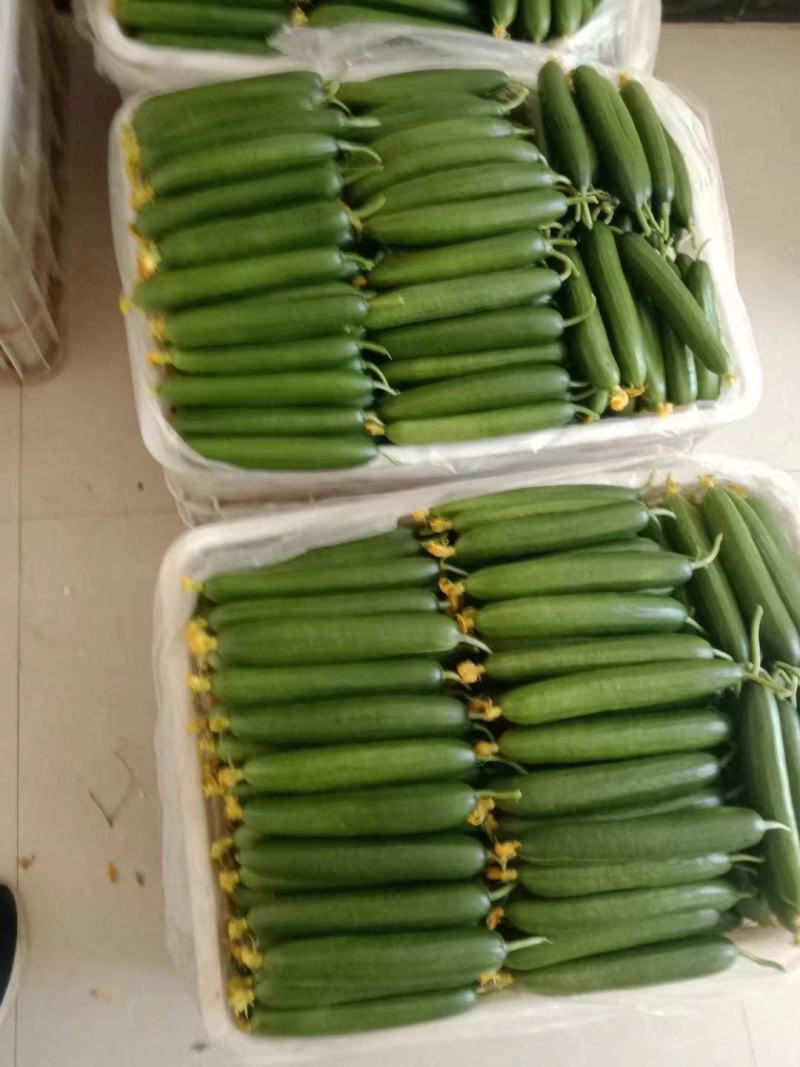 小黄瓜【好货】黄瓜博爱县精品小黄瓜一手货源常年供应市场