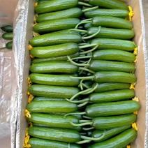 小黄瓜【好货】黄瓜博爱县精品小黄瓜一手货源常年供应市场