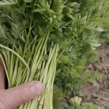 川芎苗尖，现货供应货源充足