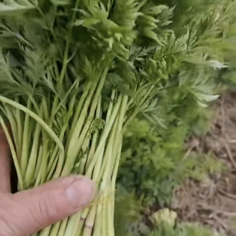 川芎苗尖，现货供应货源充足
