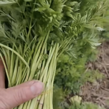 川穹苗尖，现货供应，货源充足