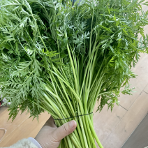 川芎苗尖，色泽鲜艳，货源充足，可长期供货