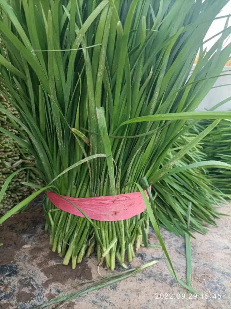 【实力推荐】韭菜精品大叶韭菜产地直供价格便宜量大从优