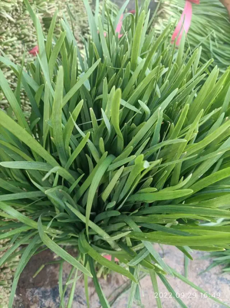 【实力推荐】韭菜精品大叶韭菜产地直供价格便宜量大从优