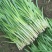 【推荐】韭菜河北大叶韭菜基地直发一手货源鲜货供应量大优惠