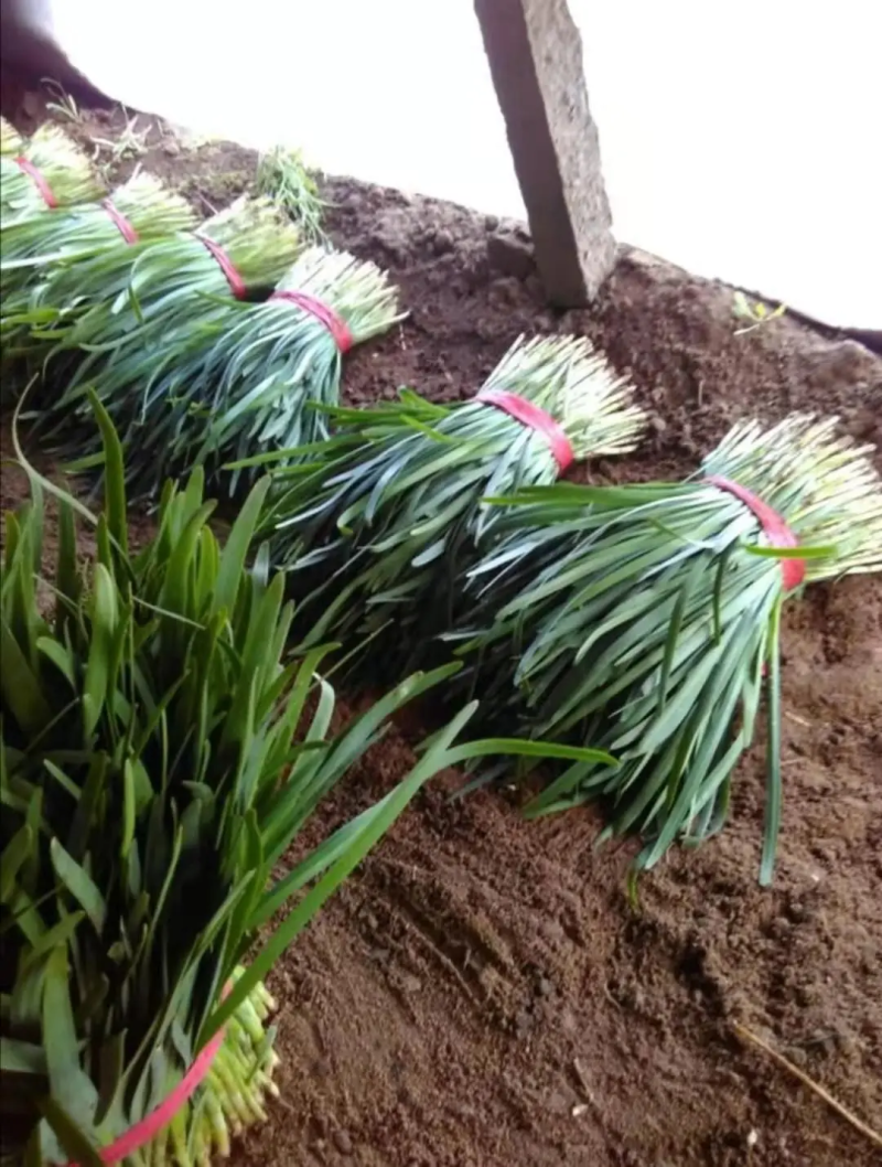 【推荐】韭菜河北大叶韭菜基地直发一手货源鲜货供应量大优惠