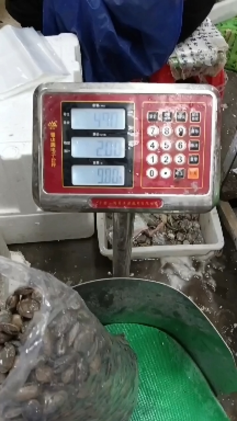 辽宁东港三禾水产，精品无沙花蛤供应商欢迎采购