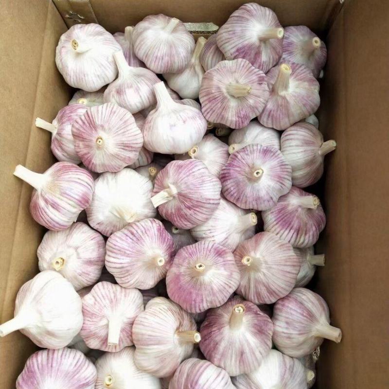 【精品】滕州紫皮大蒜产地大量现货直发质量保障欢迎致电