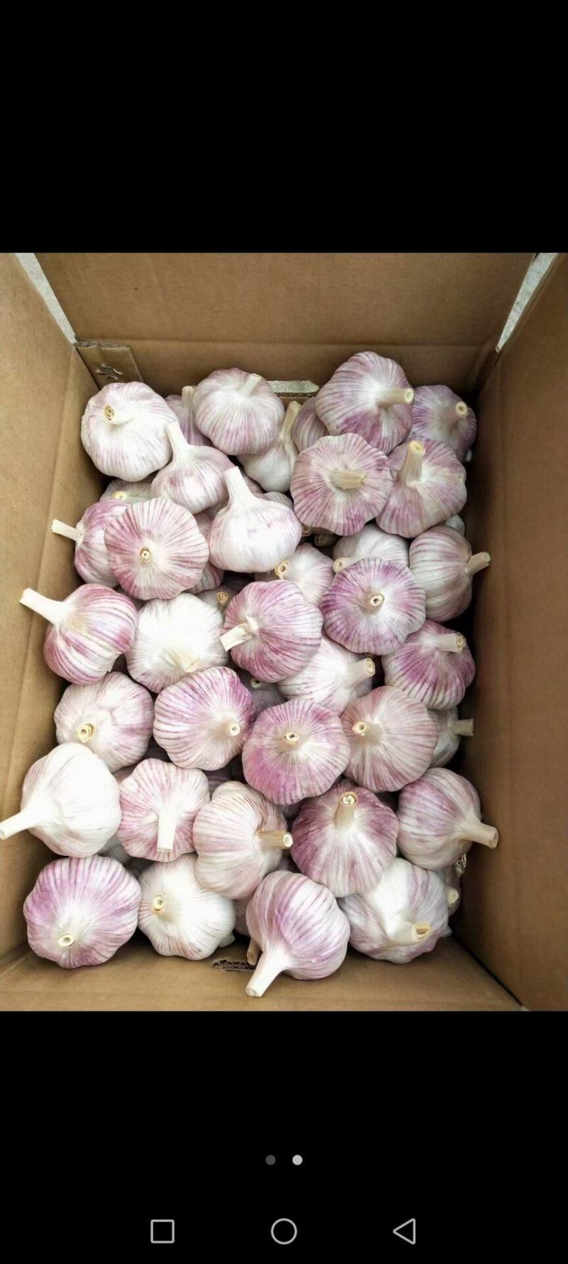 【精品】滕州紫皮大蒜产地大量现货直发质量保障欢迎致电