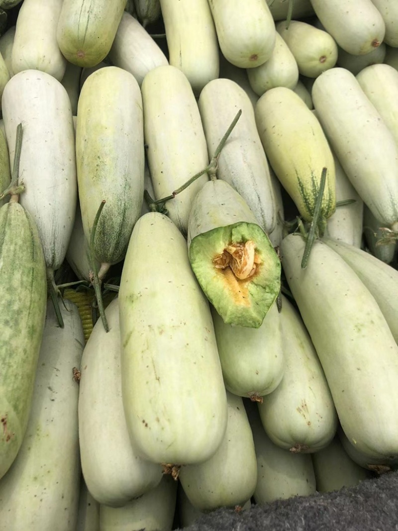 【电话详谈】羊角蜜61甜瓜，大量上市，产地一手货源