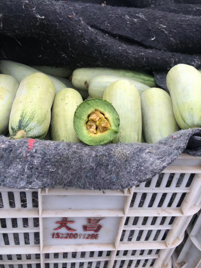 【电话详谈】羊角蜜61甜瓜，大量上市，产地一手货源