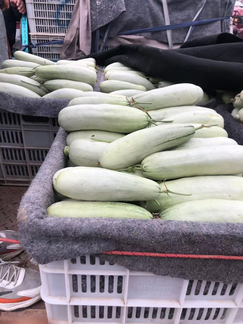 【电话详谈】羊角蜜61甜瓜，大量上市，产地一手货源