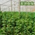 迷彩小番茄社区团购电商货源支持一件代发一手货源全国供应