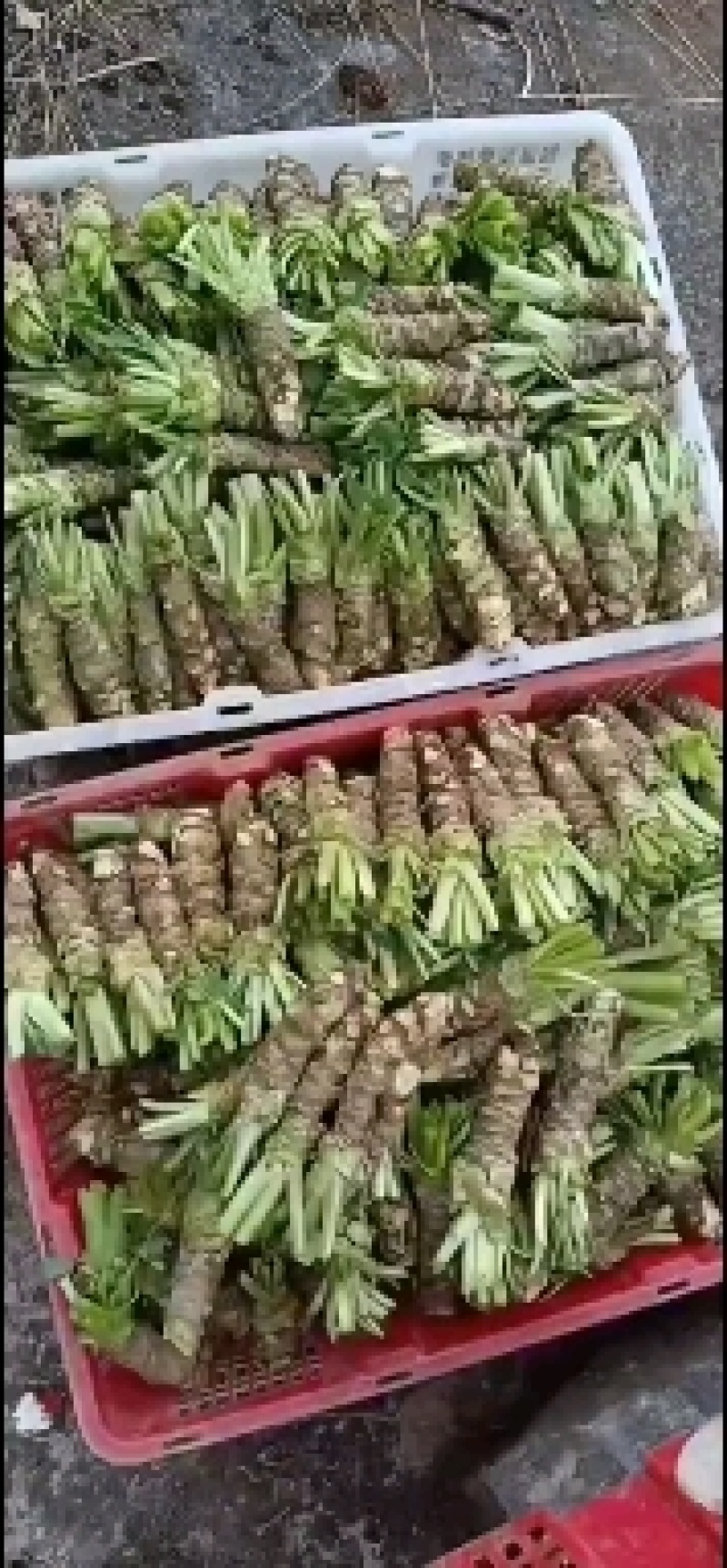 山葵