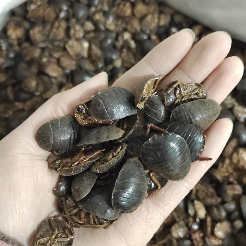 土元，土鳖虫，一手货源，保质保量，欢迎订购