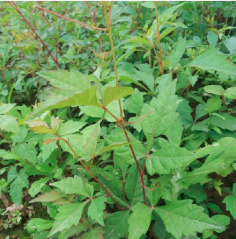 白蔹苗，基地种植，供货稳定，量大从优，欢迎电话联系