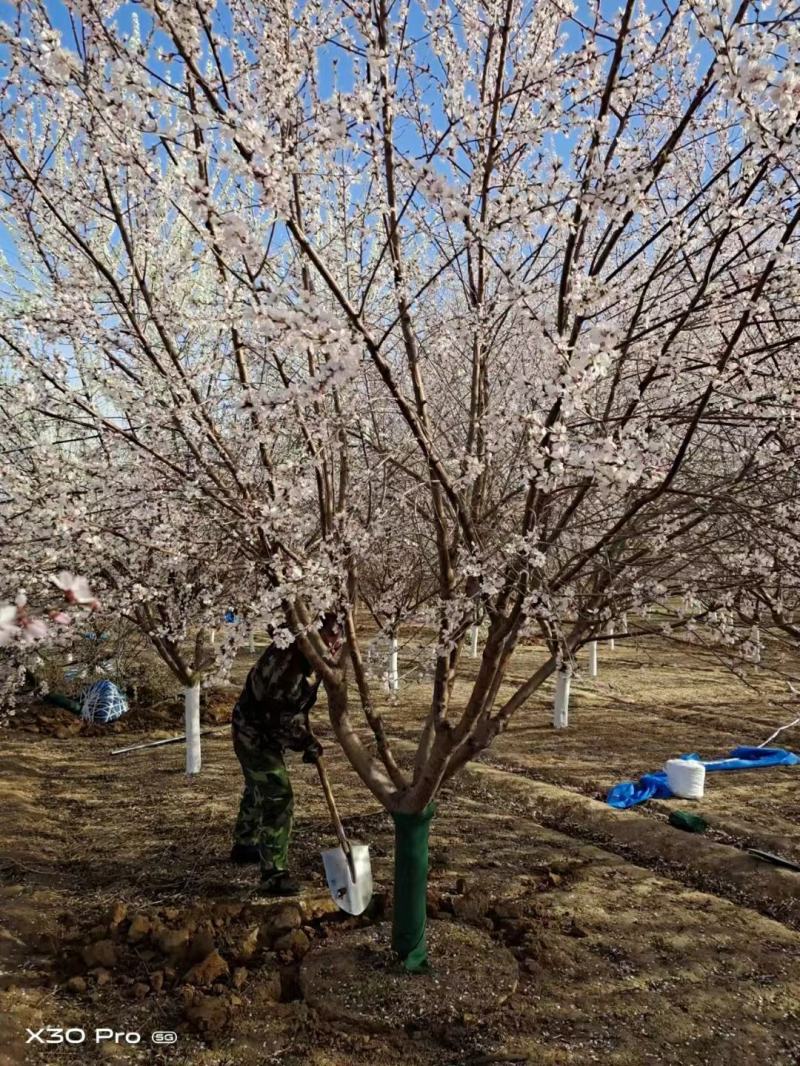 山桃优质山桃树自家圃苗百亩无中介各种规格