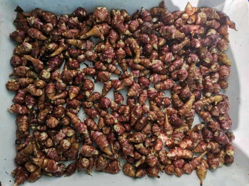 辽东菊芋胰岛果良种