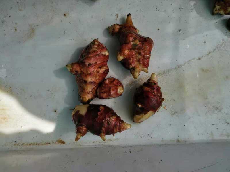 辽东菊芋胰岛果良种
