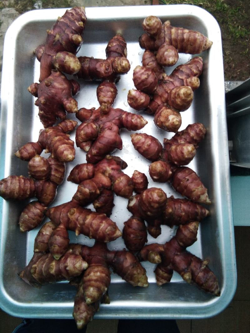 辽东菊芋胰岛果良种