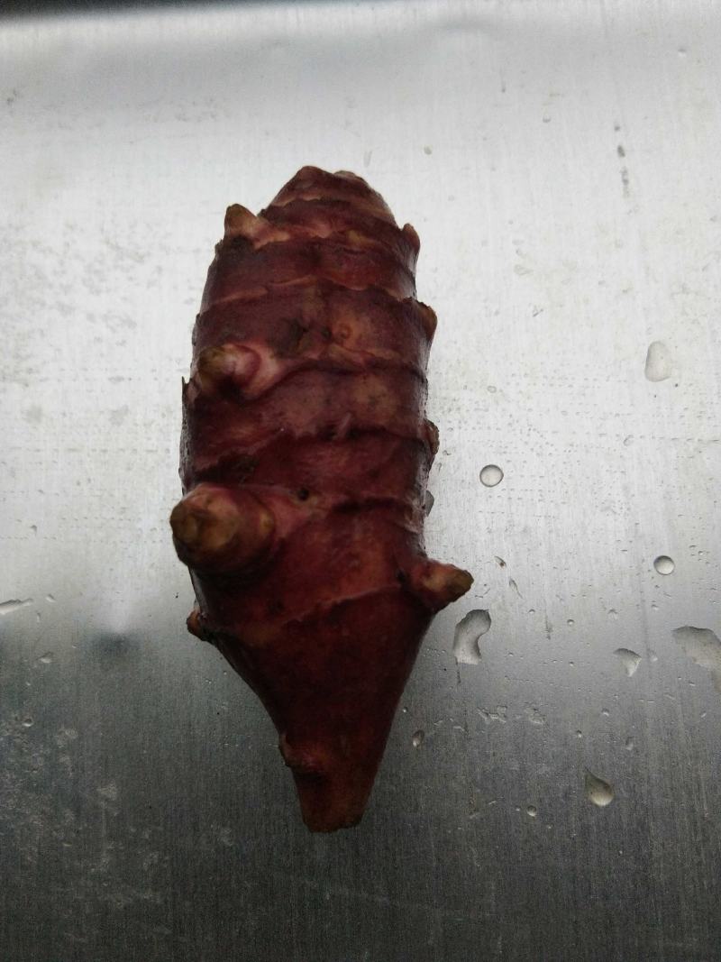辽东菊芋胰岛果良种