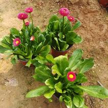 雏菊，有玫红色的，有粉色的，有双色杯苗，有营养杯的苗。